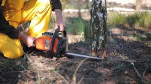 Leaf Removal in Haskell, TX