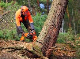 Best Tree Disease Treatment  in Haskell, TX