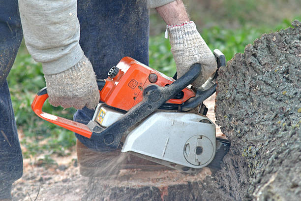 How Our Tree Care Process Works  in  Haskell, TX