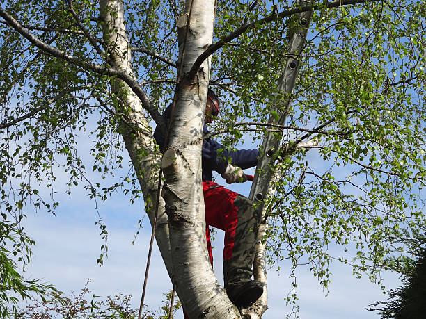 Best Tree and Shrub Care  in Haskell, TX